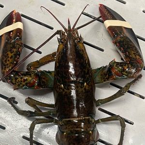 Meet your Posher, Federico